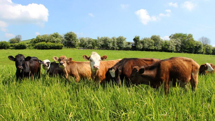 Photo showing a small herd of young Angus (black), Friesian (black and white), Guernsey (brown and white) and Jersey (brown) in a particularly lush green field, following a few weeks of heavy rain.