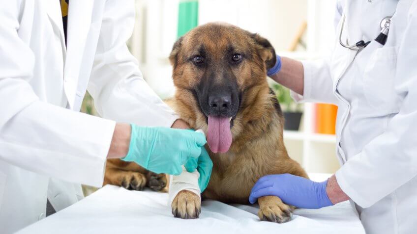 shepherd-dog-getting-bandage-after-injury