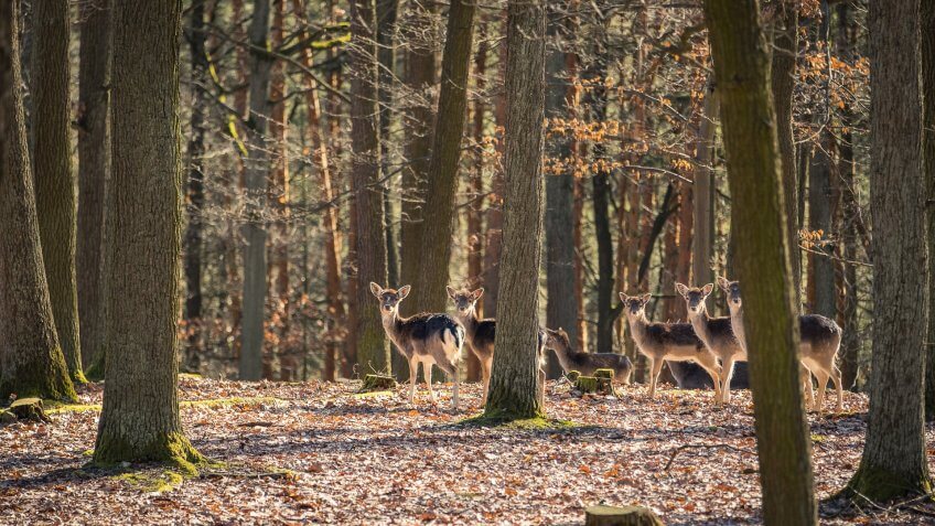 hunting preserve