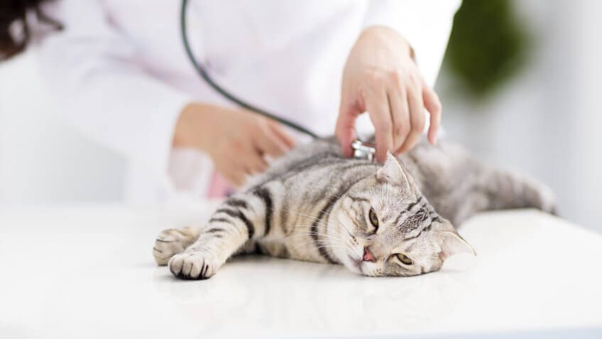 female-veterinarian-medical-doctor-