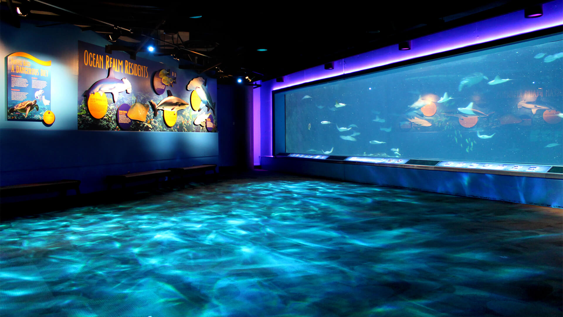 Most Scenic Proposal Spots in Every State - 30 NJ ADventure Aquarium SeaTurtleCove3 CreDit The ADventure Aquarium