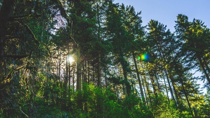Forest, Oregon, Sun, trees