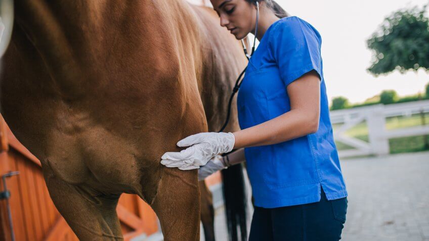 veterinarian-examining-horse-selective-focus