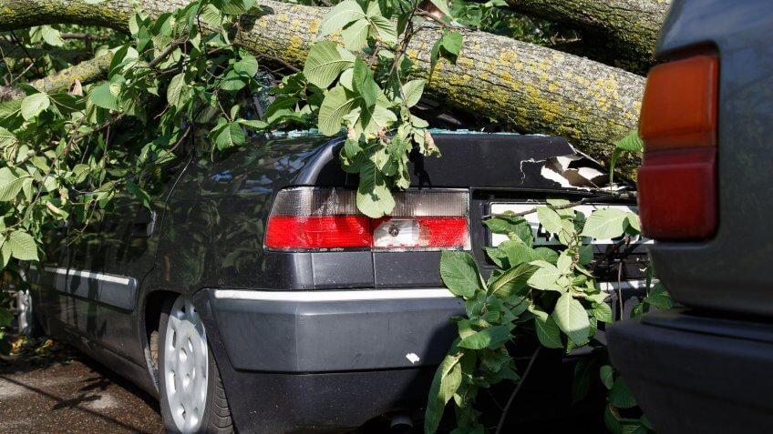 big-tree-fall-down-on-car