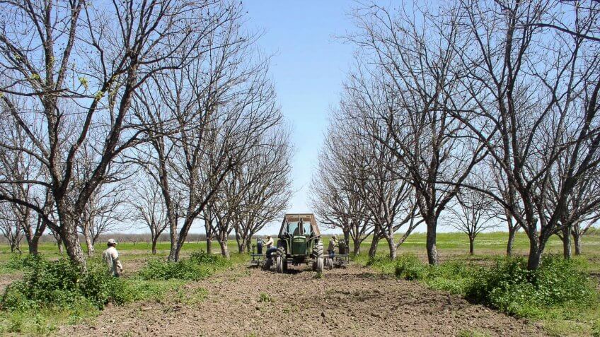 An Arrowhead Farms tractor pulls a contractor's specialized equipment that digs twin furrows 10 inches deep and buries a drip irrigation tube in each, between rows of pecan trees, during the installation of a micro irrigation system at Arrowhead Farms in Crystal City, TX, on March 29, 2010.