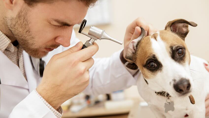 healthy-cheerful-dog-closeup-cute-jack-russell-terrier
