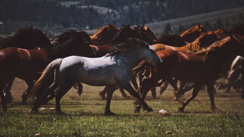 horse-ranch