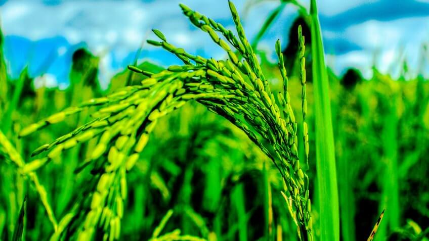Plantação de arroz.