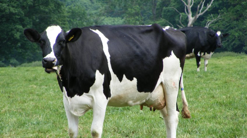 Cow