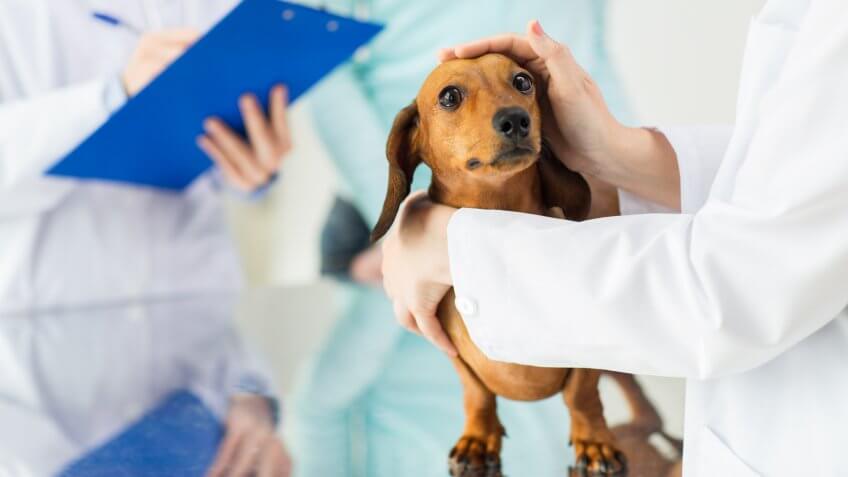 DOGS, dog, veterinary