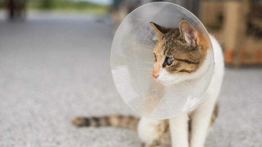 cat, cats, neutering, spaying