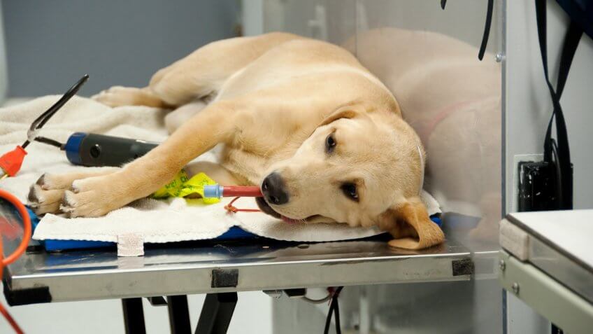 DOGS, dog, neutering, spaying