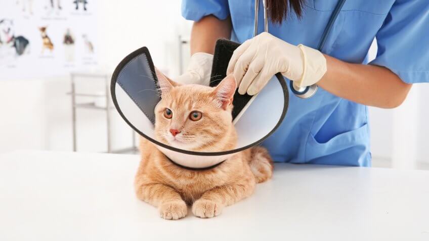 cat, cats, neutering, spaying