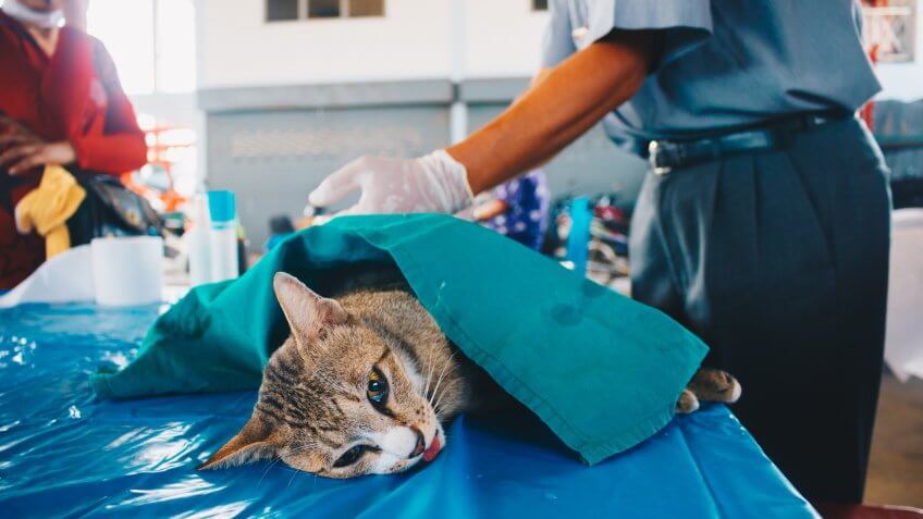 cat, cats, pet surgery