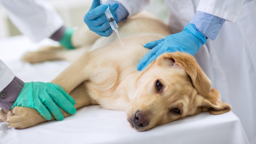 DOGS, dog, pet surgery