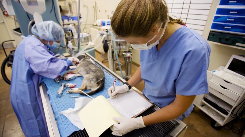 pet surgery