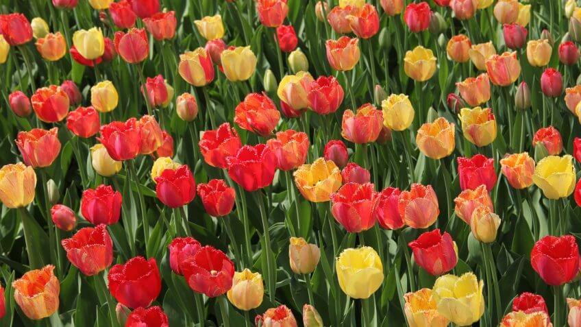 Dutch-Tulips, WINDMILL ISLAND HOLLAND TULIP