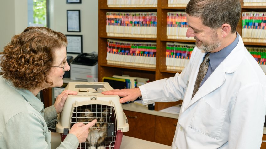 cat, cats, pet insurance