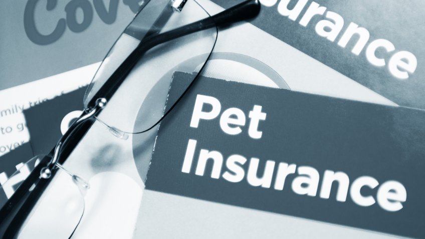 pet insurance
