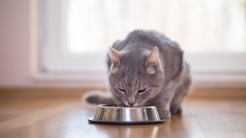 pet food