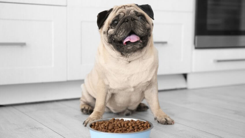 DOGS, dog, pet food