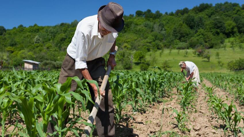 farm, farmer, farming, fields, sharecropper