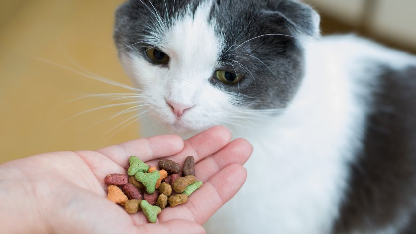 cat, cats, pet food