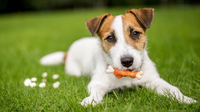 Dog: Treats DOGS, dog, pet food