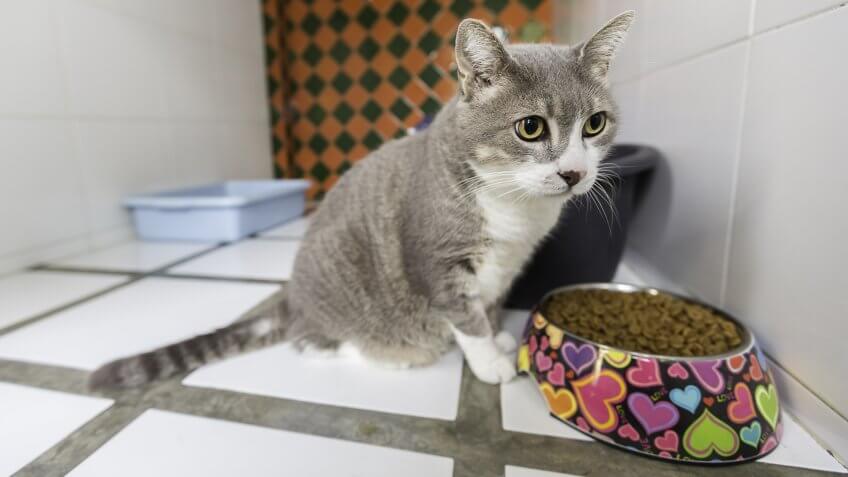 cat, cats, pet boarding