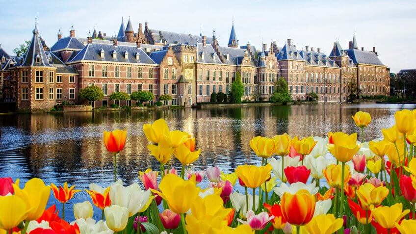 Dutch-Tulips
