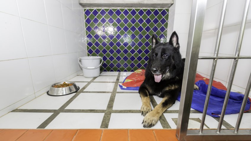 DOGS, dog, pet boarding