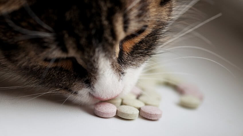 cat, cats, pet vitamins