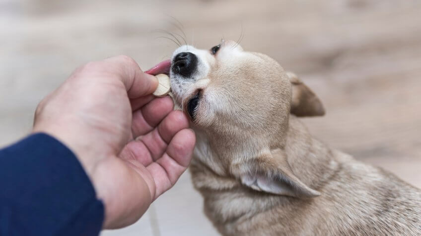 DOGS, dog, pet vitamins