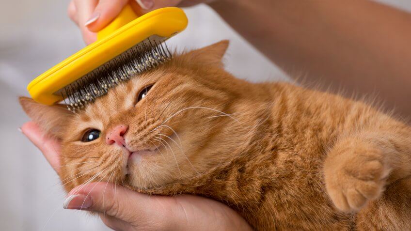 cat, cats, pet grooming