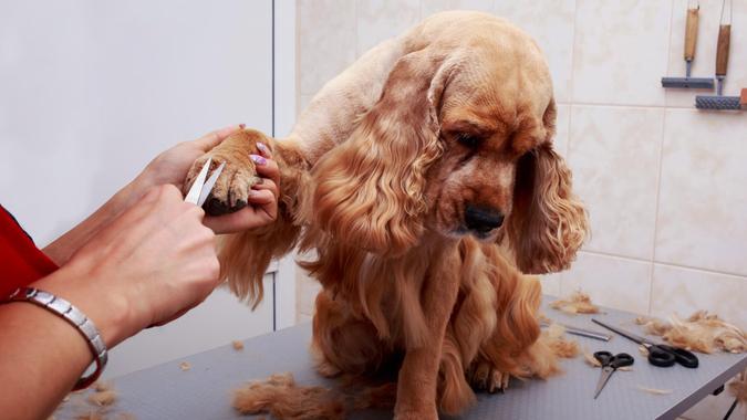 Dog: Grooming DOGS, dog, pet grooming