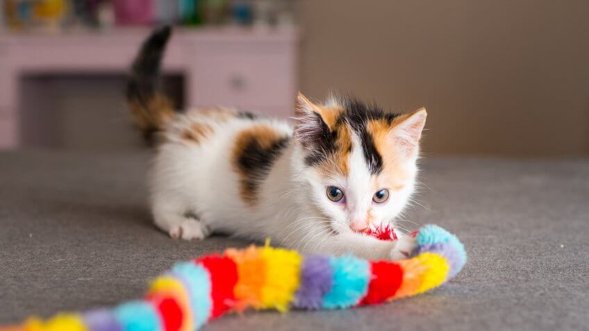 cat, cats, pet toys