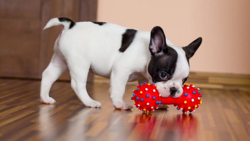 DOGS, dog, pet toys