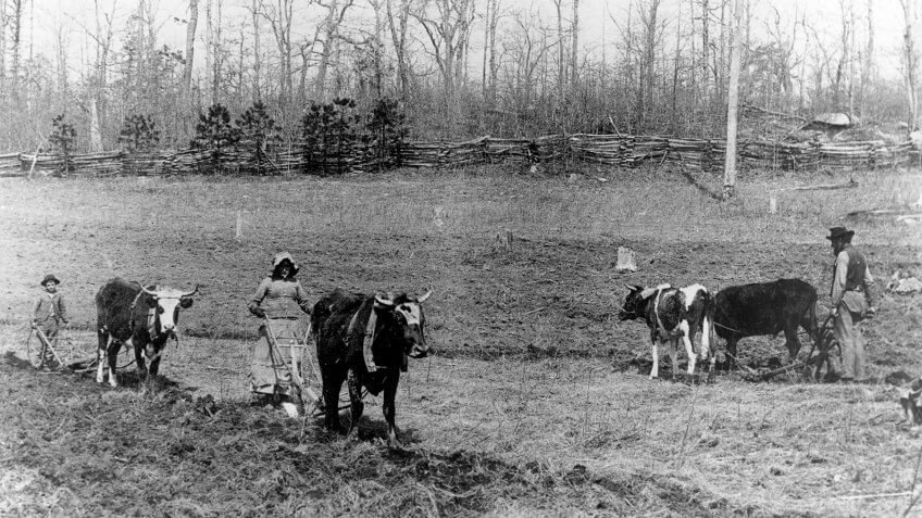 Farming in the 1800s was done by every member of the family by ox drawn plows.