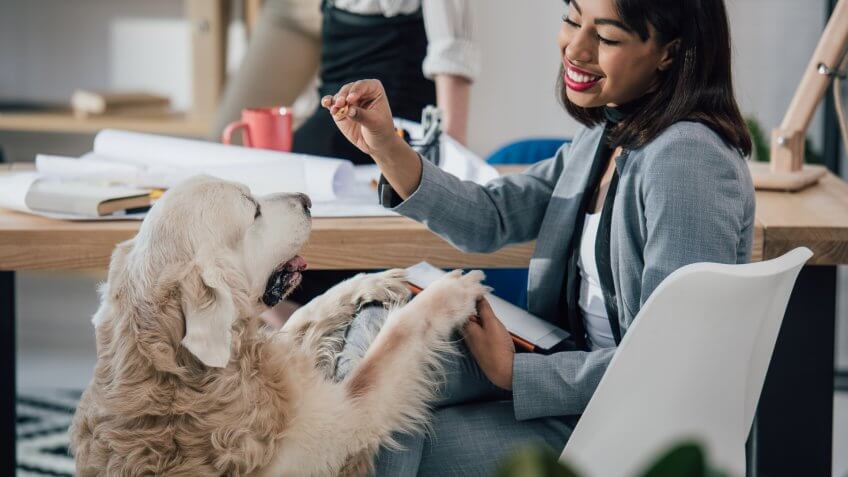 office-pet-animal