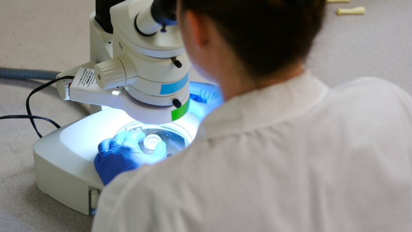 Scientist examines a specimen using a dissecting microscope.
