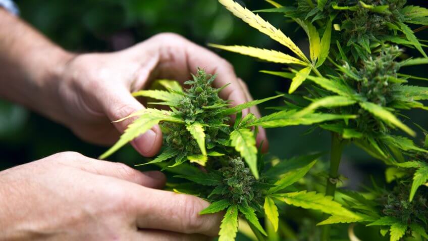 cannabis-harvest
