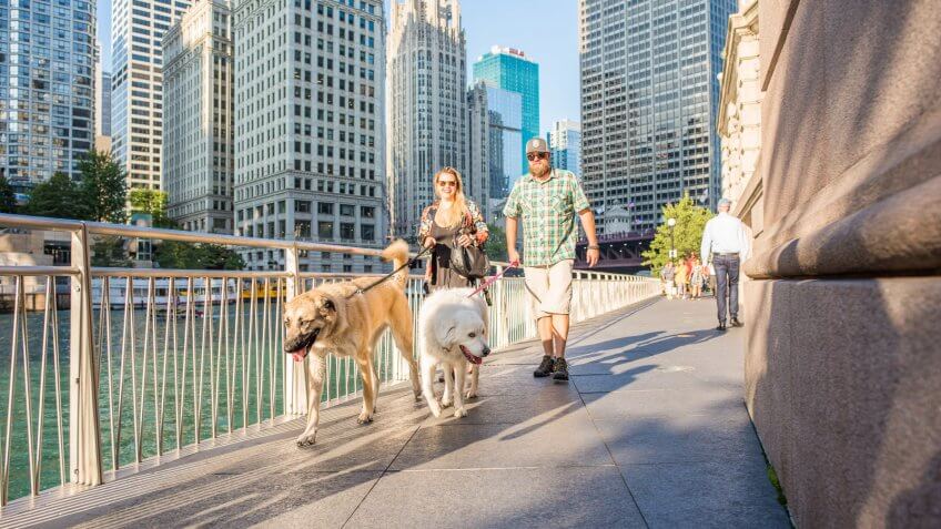 couple-walking-dogs-in-Chicago