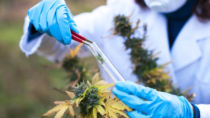 Young woman preparing homeophatic medicine from marijuana plant.