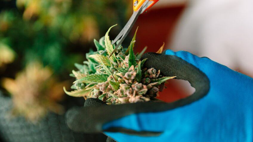 medical-cannabis