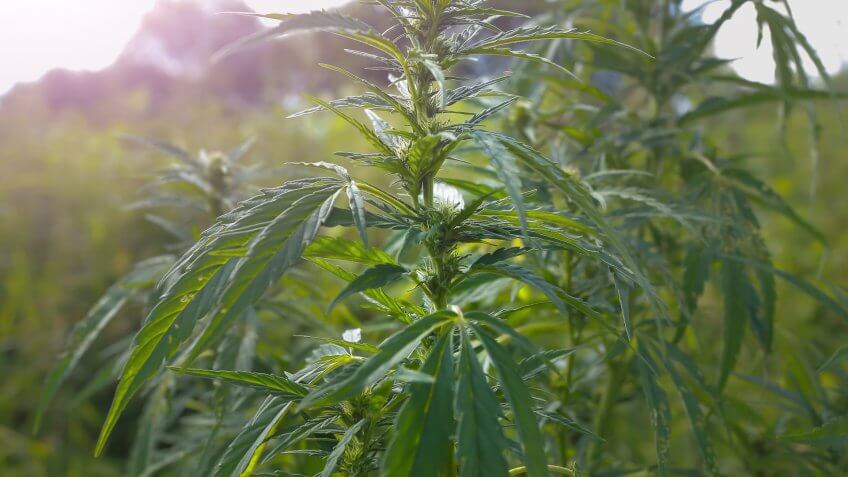 cannabis-farm