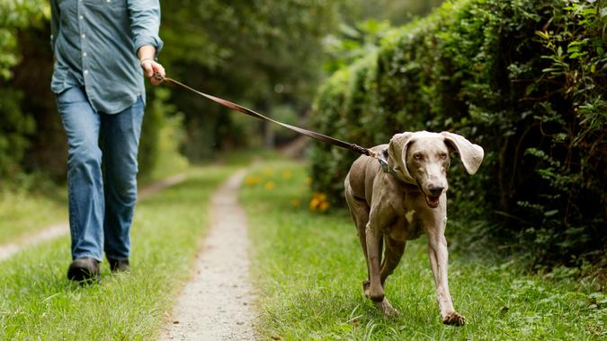 Mature man walking in park with his pet Labrador Retriever.