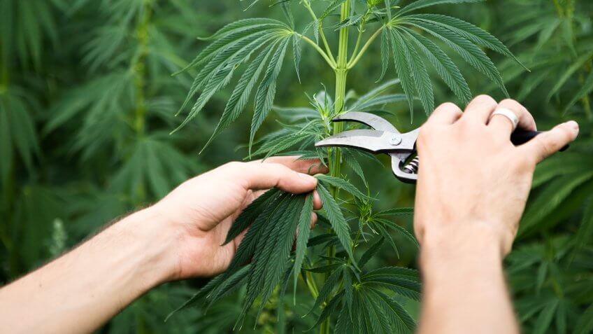 Young Rastafarian holding cannabis plants ready to cut.