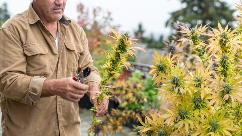 A farmer carefully inspects his marijuana plants.