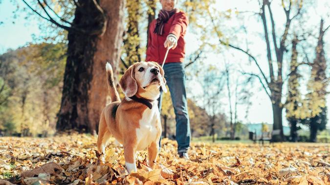 walking-beagle-dog