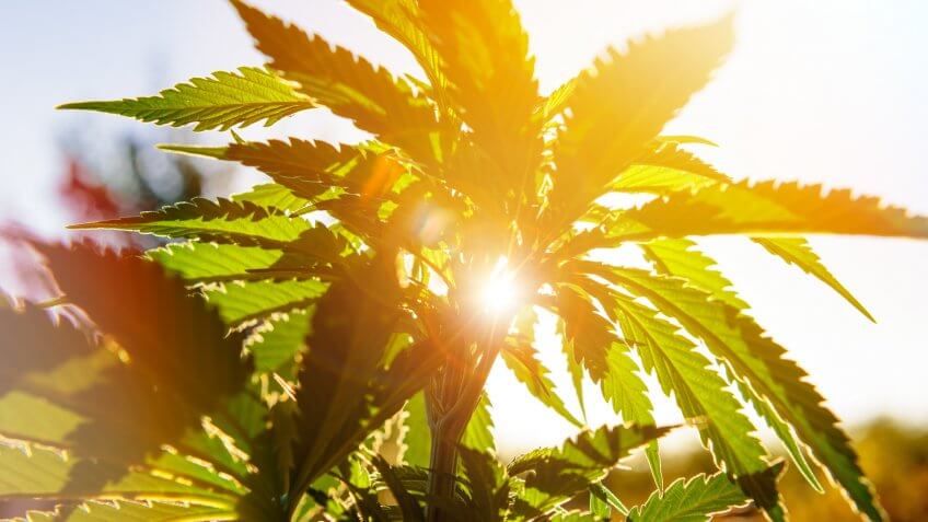 Cannabis plant in golden summer light, marijuana background with lens flare.